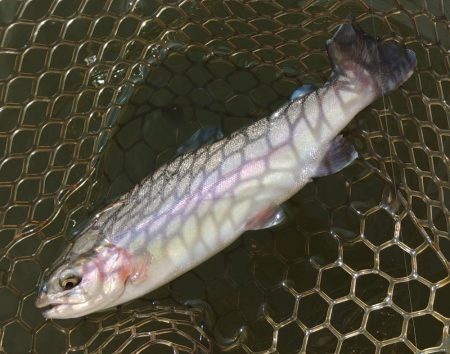 水温急落、釣果も急落　～大安トラウトレイク～